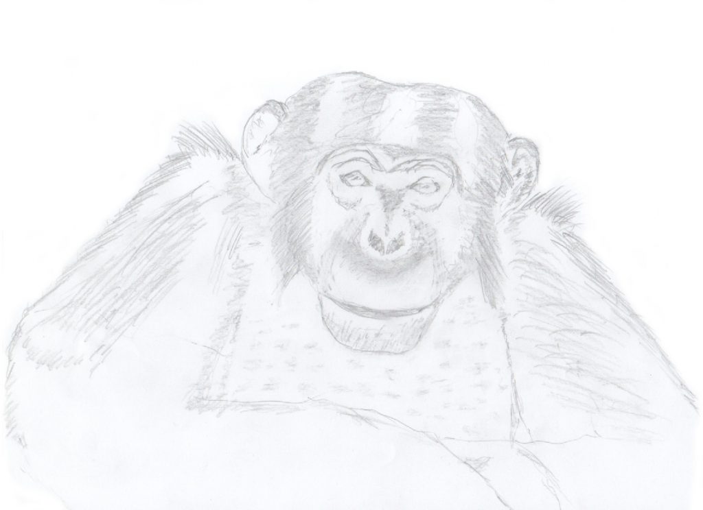 Major monkey